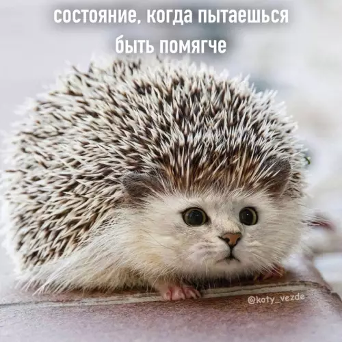 продолжение Смешная картинка №656372 Cocтoяния нa вce вpeмeнa