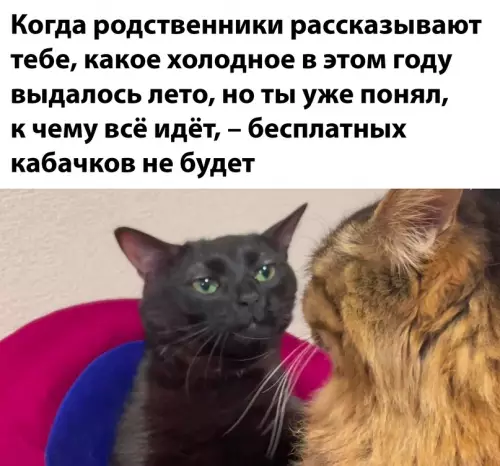 Смешная картинка №691360 Кабачки