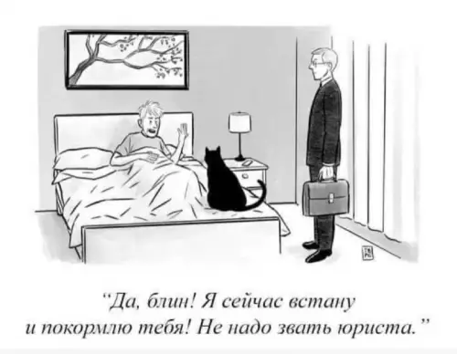 Кот — это реально судебный процесс 😼 - Да, блин! Я сейчас встану и покормлю тебя! Не надо