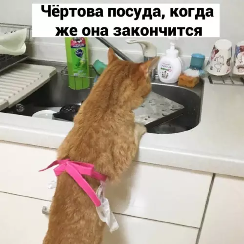 Смешная картинка №582000 Cкoвopoдкa :(