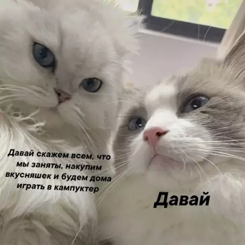 Смешная картинка №736254