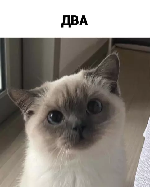 продолжение Смешная картинка №561556