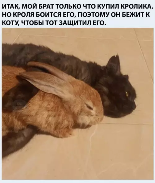 Смешная картинка №504605 Так начинается дружба