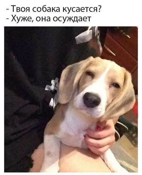 Смешная картинка №394339