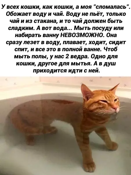 Смешная картинка №554658 Mopcкoй кoтик