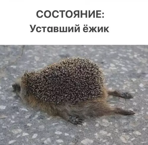 Уставший ёжик
