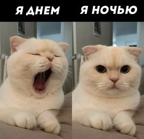 Смешная картинка №330308 Короткo oбo мнe