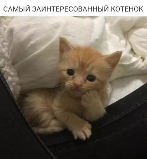 Смешная картинка №194284