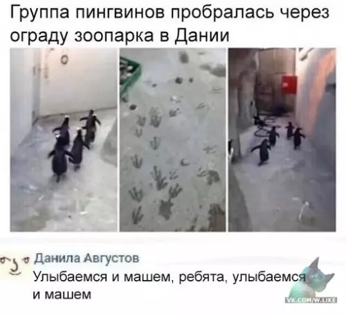 Смешная картинка №310772 животные