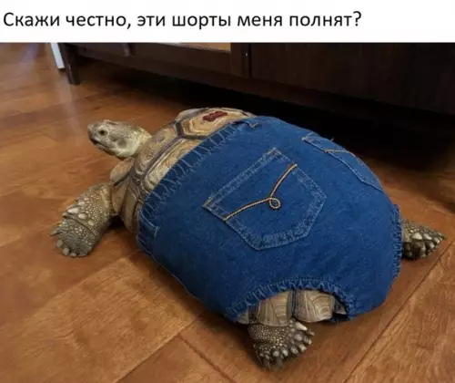 Смешная картинка №309550
