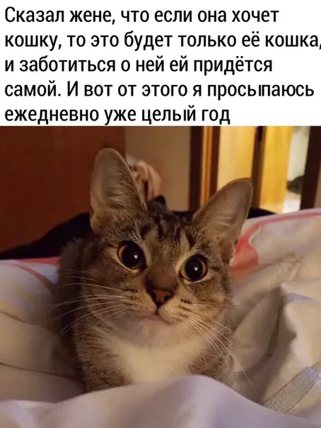 Смешная картинка №489400 кошки