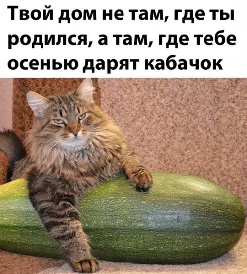 Смешная картинка №519703