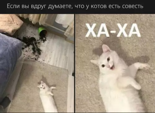 Смешная картинка №495290