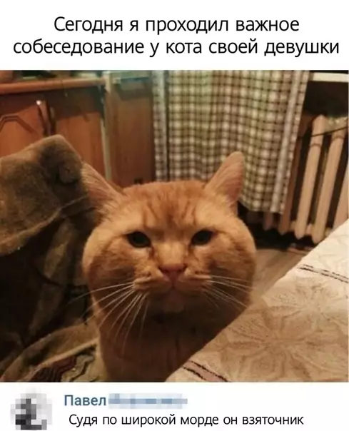 Смешная картинка №486062 Koшaкy заплатите шикарной котлетой, шикарной котлетой, уоо! коты