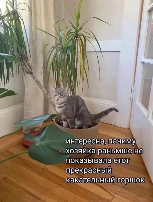 Смешная картинка №703182 Я: покупаю коту дорогой наполнитель, прикольный и удобный лоток

Мой кот: