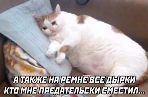 продолжение Смешная картинка №566791