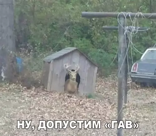 Смешная картинка №275117