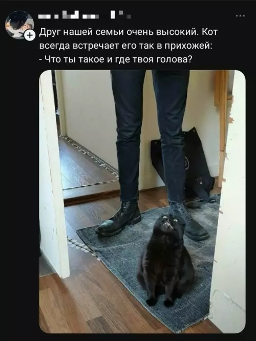 Где твоя башка?! 🙀 - Друг нашей семьи очень высокий. Кот всегда встречает его так