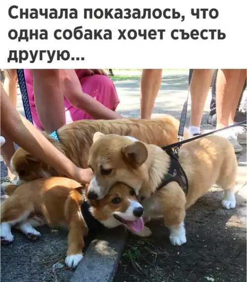 Смешная картинка №280661