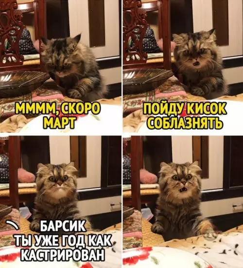 Смешная картинка №556261 Барсика жалко ?