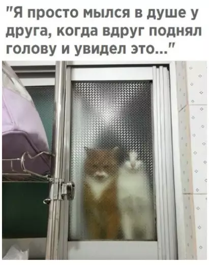 Смешная картинка №291350 кошки