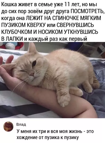Смешная картинка №508544 Собачникам не понять) Кошки