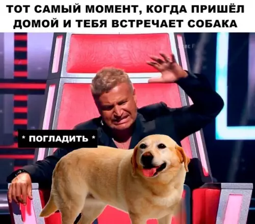 Смешная картинка №291071 Собаки