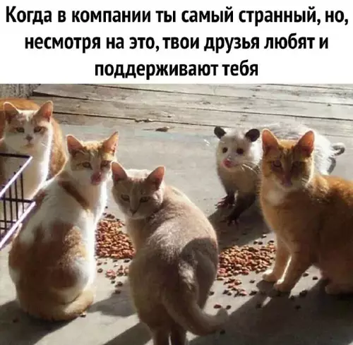Смешная картинка №678826