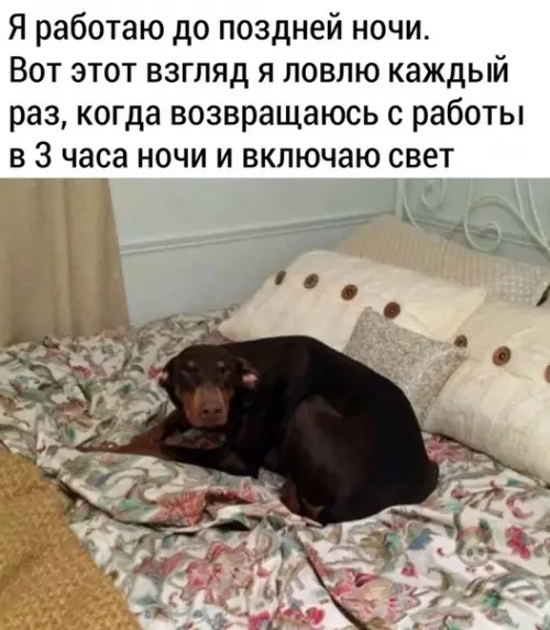 Смешная картинка №477253 Собака-осуждака