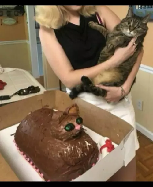 Котик и его сладкий двойник