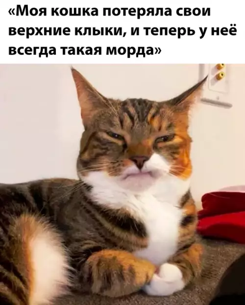 Смешная картинка №691870