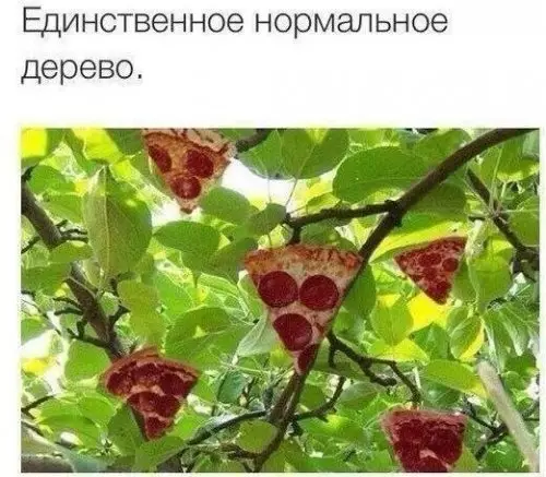 Смешная картинка №313480 Наверное, лучшее дерево, после денежного, конечно ?