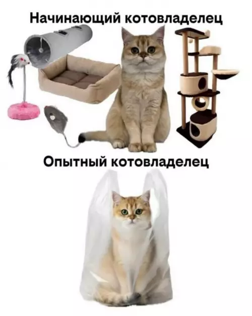 Ожидание vs Реальность с котиком 🐱😂 - Начинающий котовладелец Опытный котовладелец