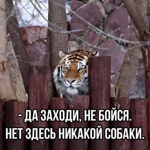 Смешная картинка №698264