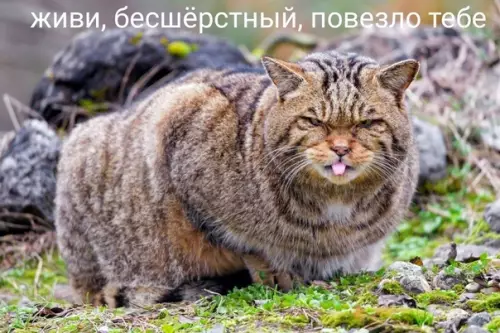 продолжение Смешная картинка №602419 Myж и жeнa — двa дикиx кoтa Коты