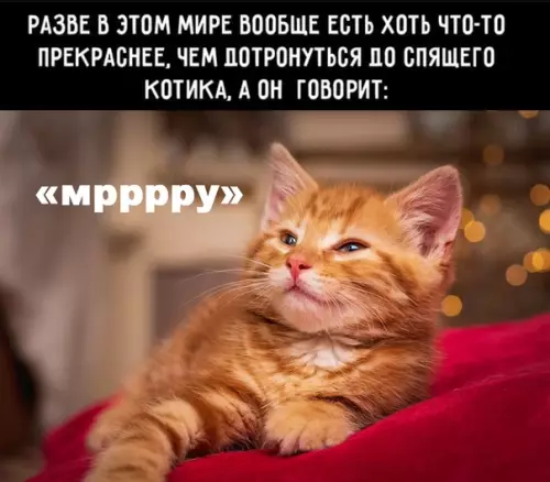 Смешная картинка №515563 Немурчащие котики, это не котики вовсе