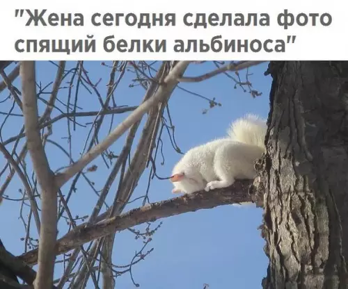 Смешная картинка №243017