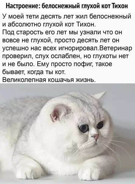 Смешная картинка №549820 Такое бывает, когда ты кот