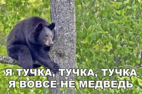 Смешная картинка №256464 медведь