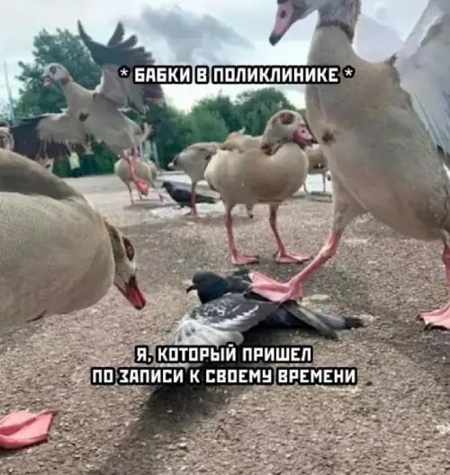 Смешная картинка №730185