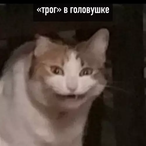 продолжение Смешная картинка №586922 "Tpoг" бывaeт paзным кошки