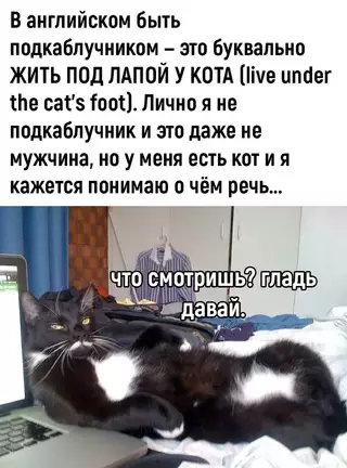 Смешная картинка №679799 коты