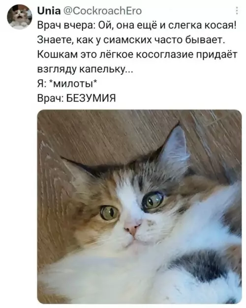 Кот со взглядом безумия 🙀 - Врач вчера: Ой, она ещё и слегка косяя! Знаете, как