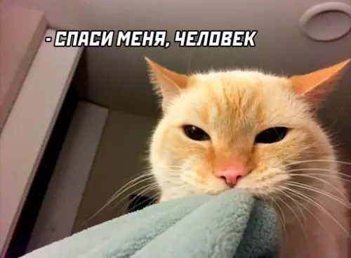 Смешная картинка №645942 Мой кот в три часа ночи
