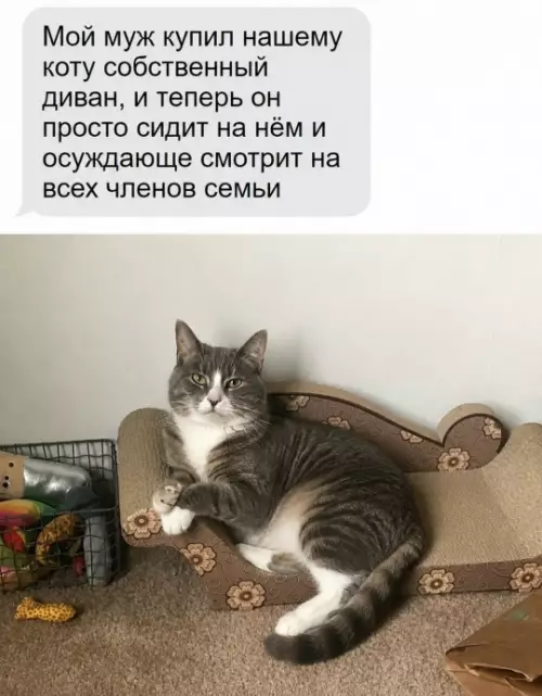 Кот теперь главный в доме! 😼 - Мой муж купил нашему коту собственный диван, и теперь он