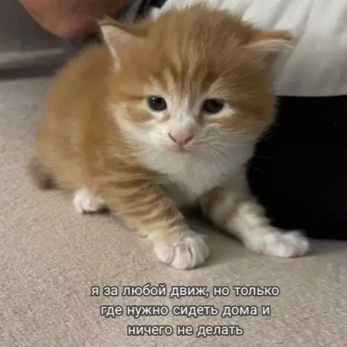 Котенок за двигом