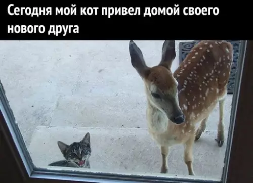 Смешная картинка №686998