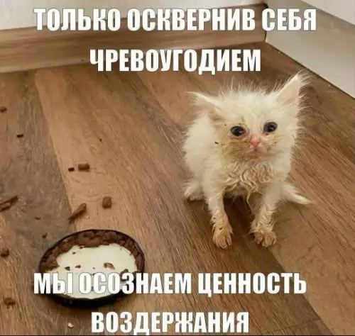 Милый котик и смысл жизни - только осквернив себя чревоугодием мы осознаем ценность воздержания