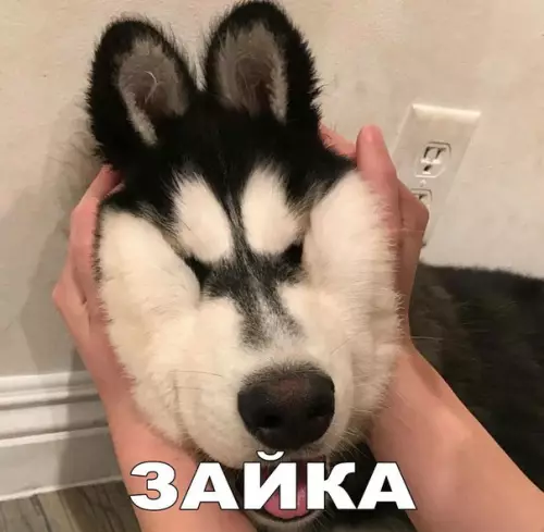 Смешная картинка №174214