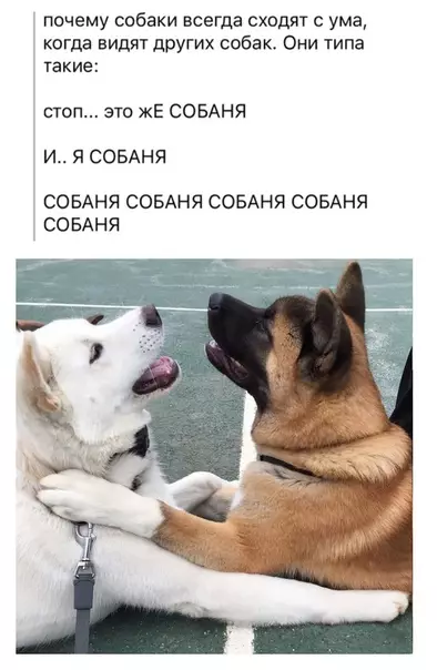 Смешная картинка №297663 И правда - Почему? :) собаки